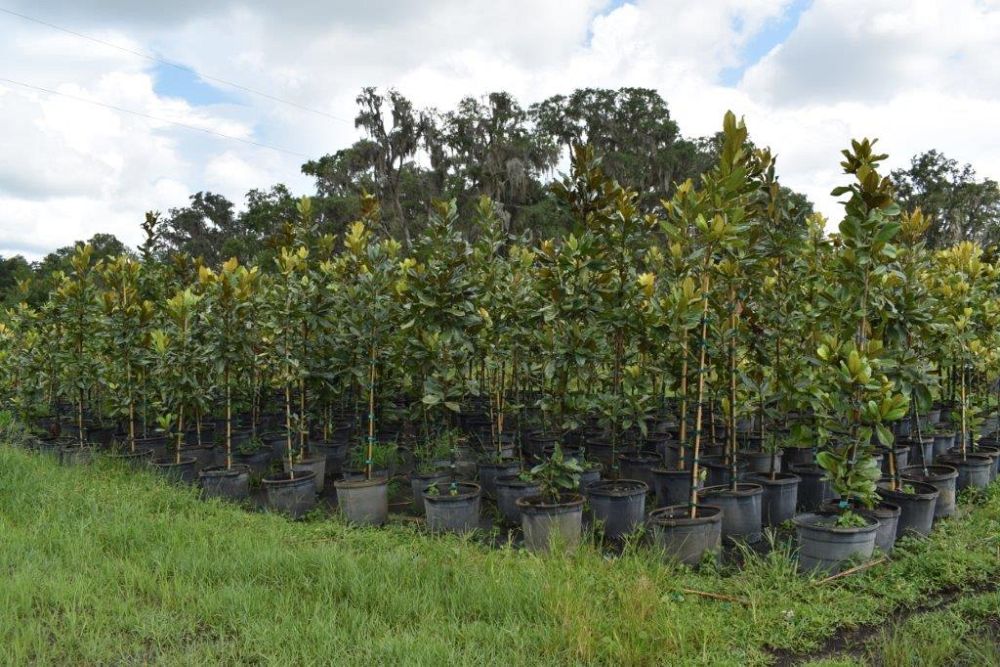 magnolia-grandiflora-southern-magnolia