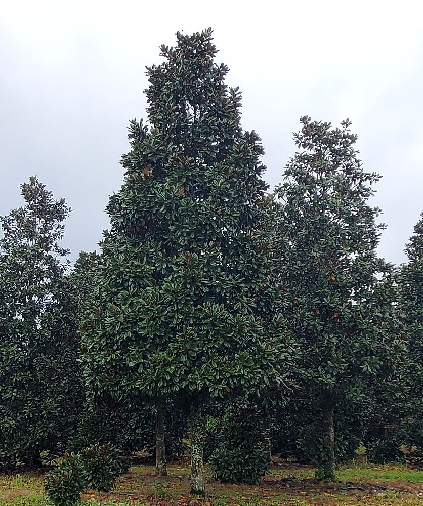 magnolia-grandiflora-southern-magnolia