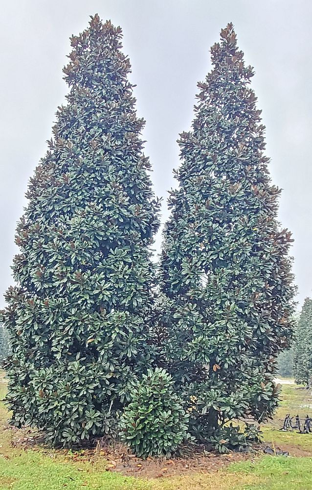magnolia-grandiflora-southern-magnolia