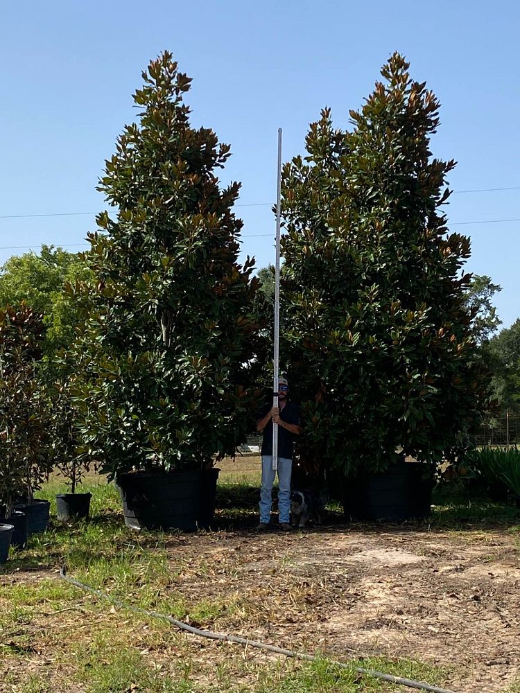 magnolia-grandiflora-southern-magnolia