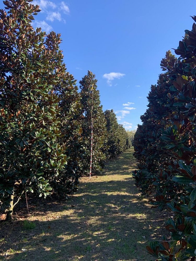 magnolia-grandiflora-southern-magnolia