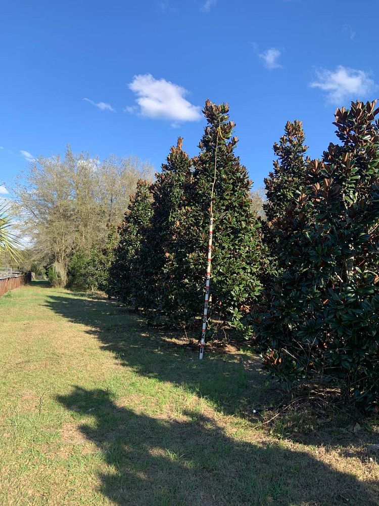 magnolia-grandiflora-southern-magnolia