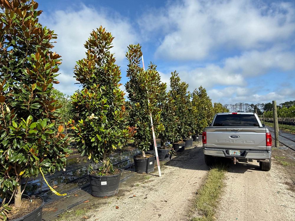 magnolia-grandiflora-southern-magnolia