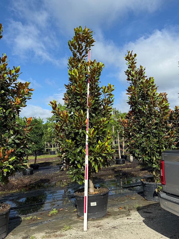 magnolia-grandiflora-southern-magnolia