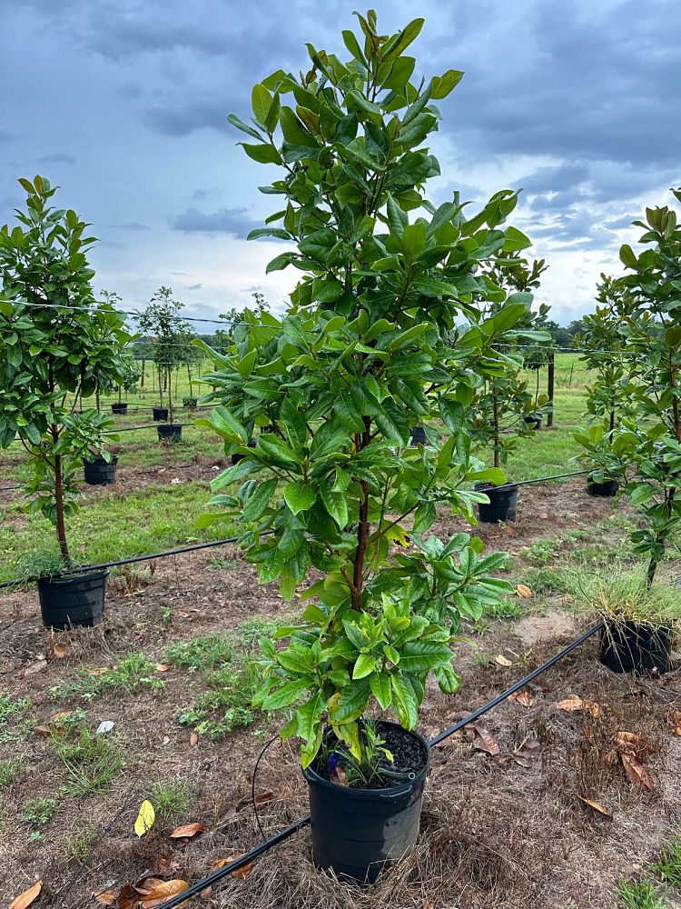 magnolia-grandiflora-southern-magnolia