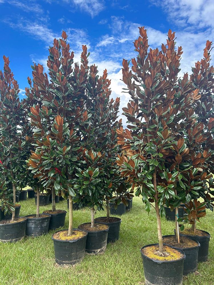 magnolia-grandiflora-southern-magnolia