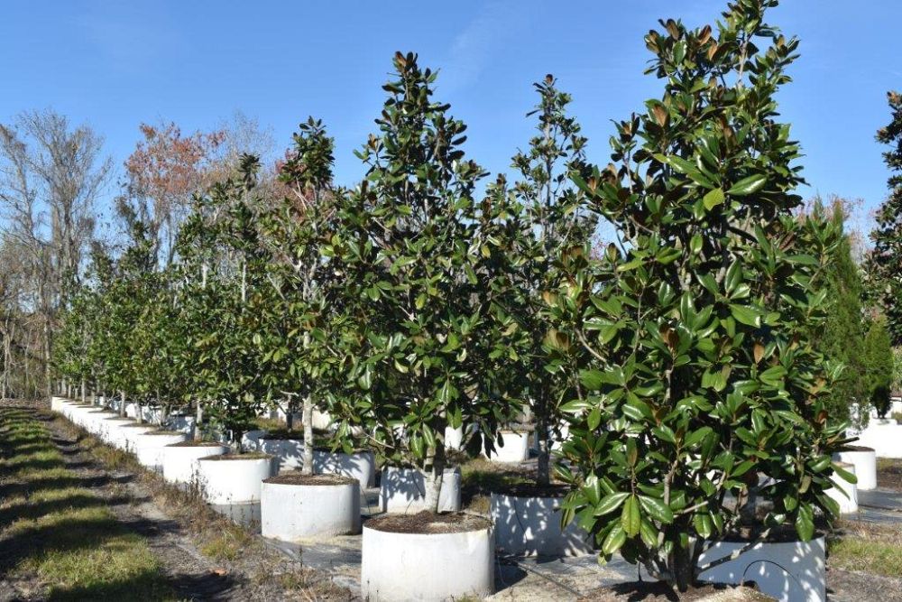 magnolia-grandiflora-southern-magnolia