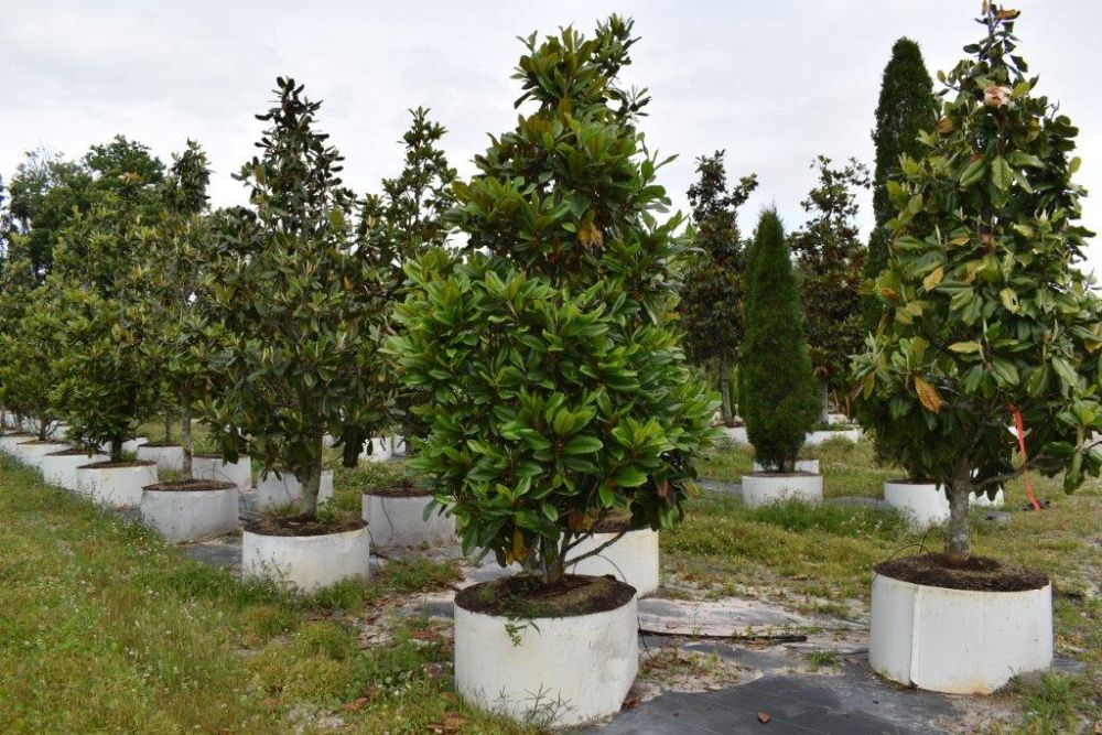 magnolia-grandiflora-southern-magnolia