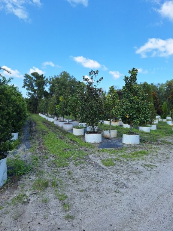 magnolia-grandiflora-southern-magnolia