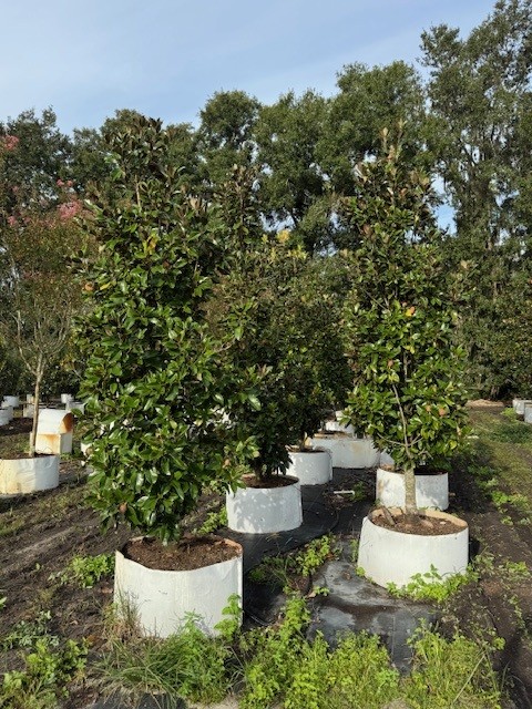 magnolia-grandiflora-southern-magnolia