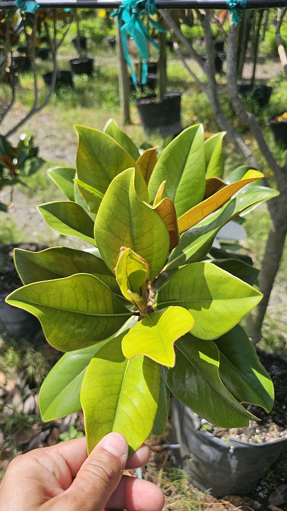 magnolia-grandiflora-southern-magnolia