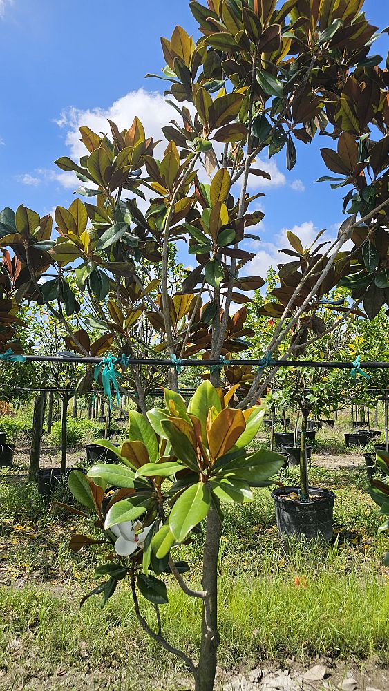 magnolia-grandiflora-southern-magnolia