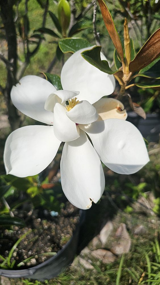 magnolia-grandiflora-southern-magnolia