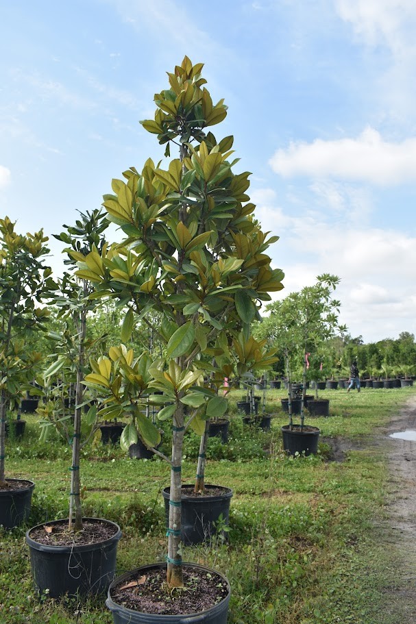 magnolia-grandiflora-southern-magnolia