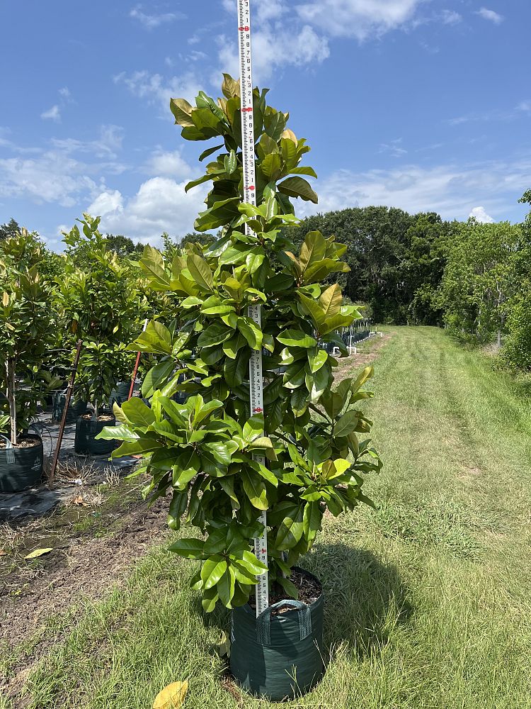 magnolia-grandiflora-southern-magnolia