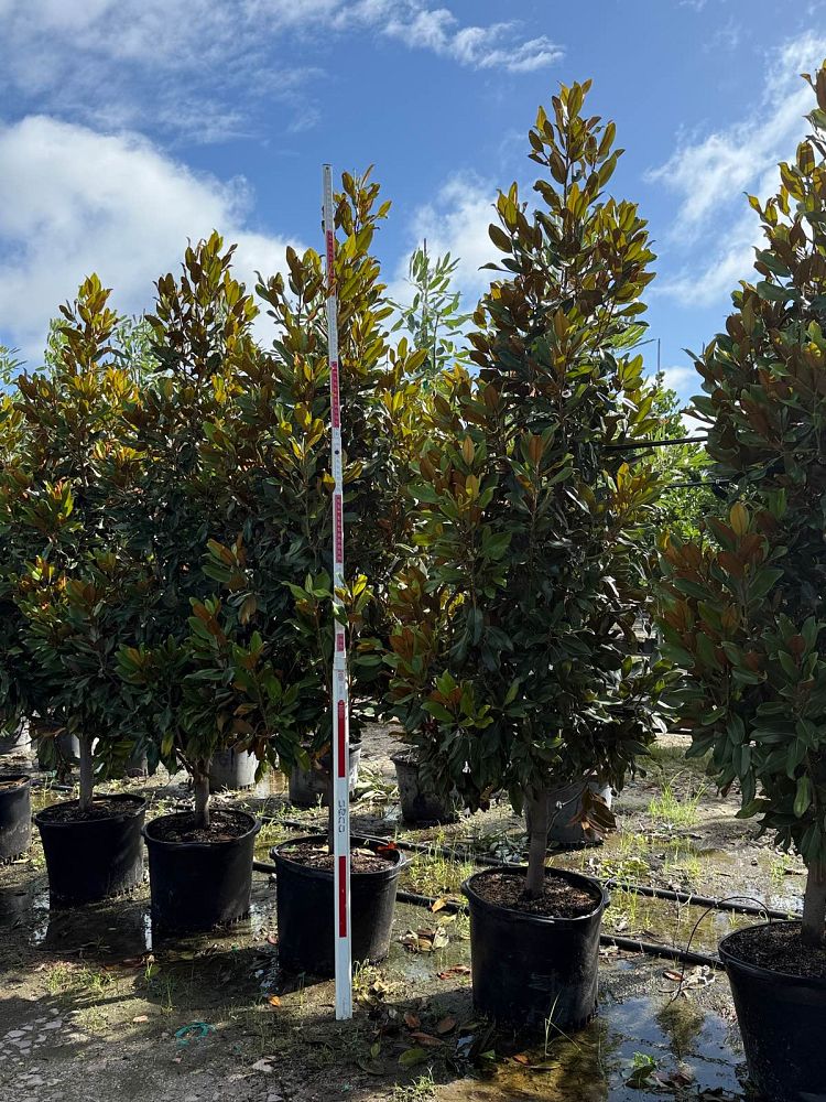 magnolia-grandiflora-southern-magnolia