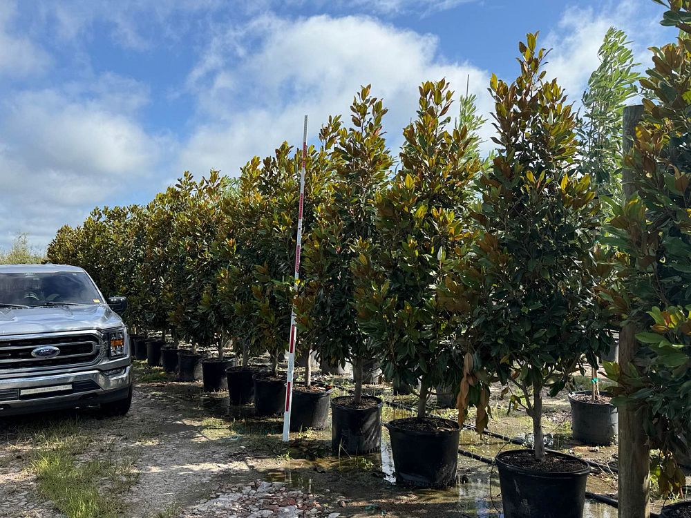 magnolia-grandiflora-southern-magnolia