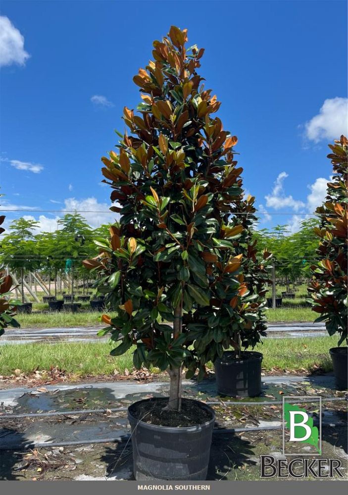 magnolia-grandiflora-southern-magnolia