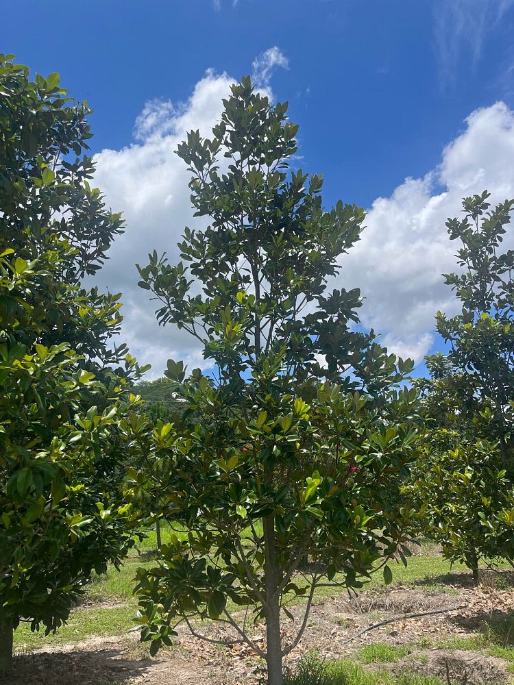 magnolia-grandiflora-southern-magnolia