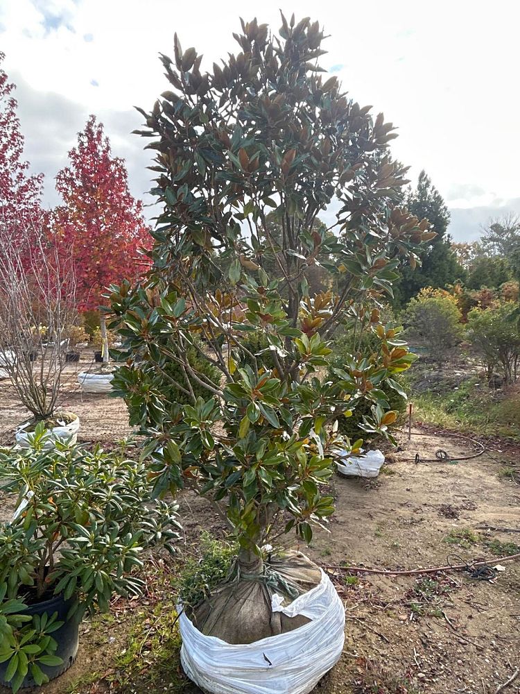 magnolia-grandiflora-southern-magnolia