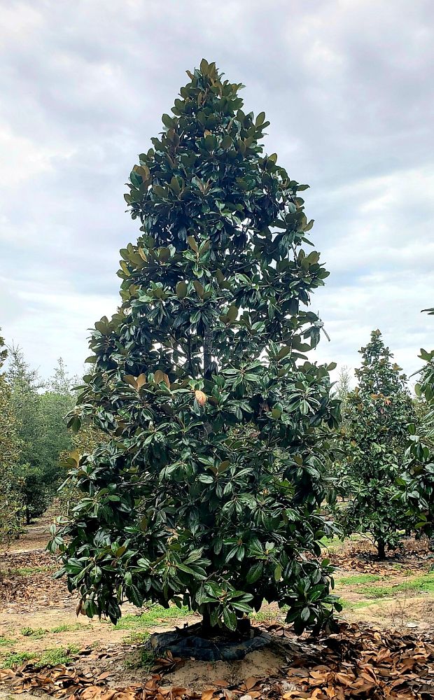 magnolia-grandiflora-southern-magnolia