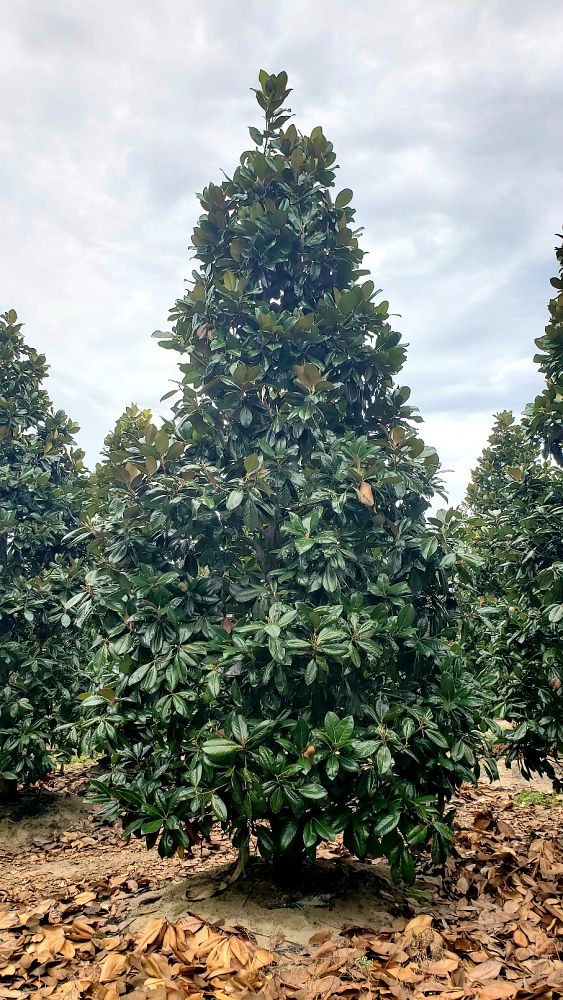 magnolia-grandiflora-southern-magnolia