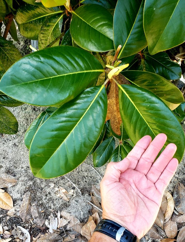 magnolia-grandiflora-southern-magnolia