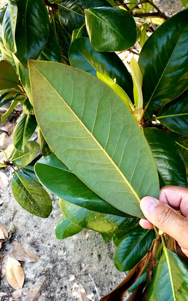 magnolia-grandiflora-southern-magnolia