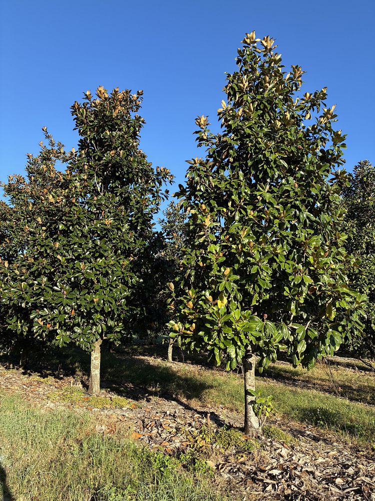 magnolia-grandiflora-southern-magnolia