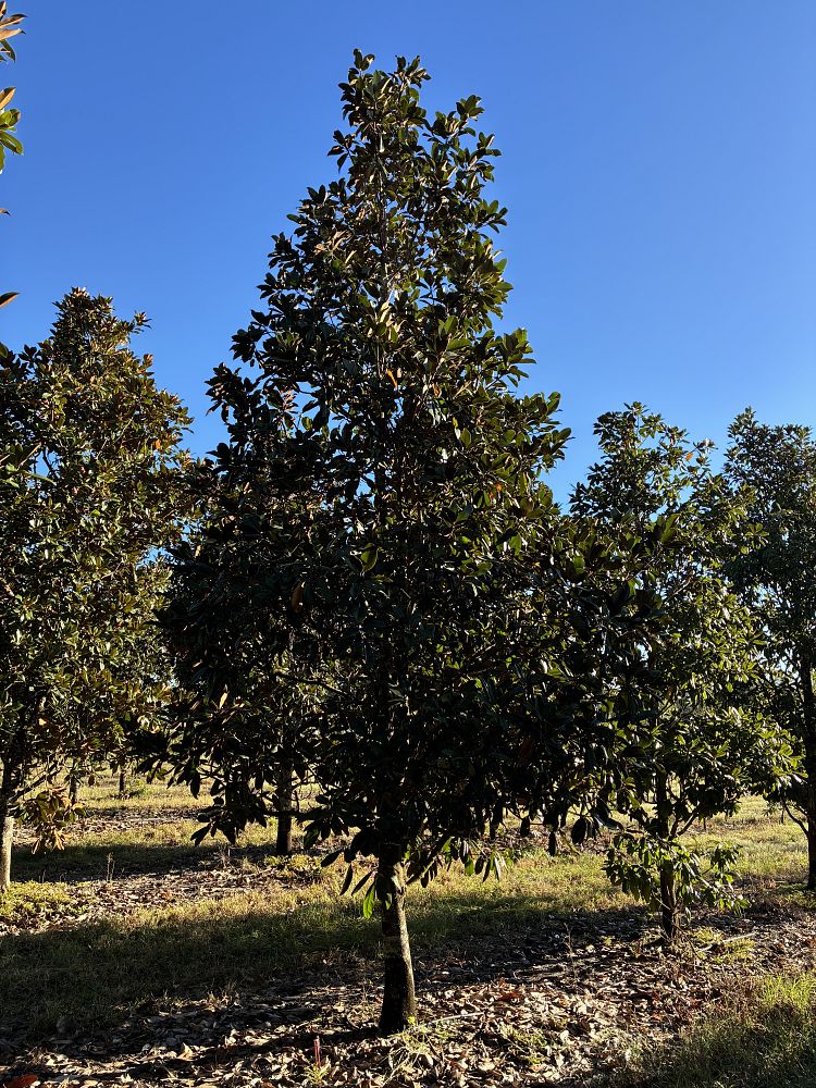 magnolia-grandiflora-southern-magnolia