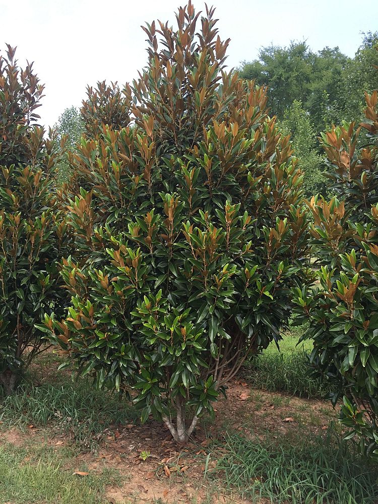 magnolia-grandiflora-tmgh-southern-magnolia-alta