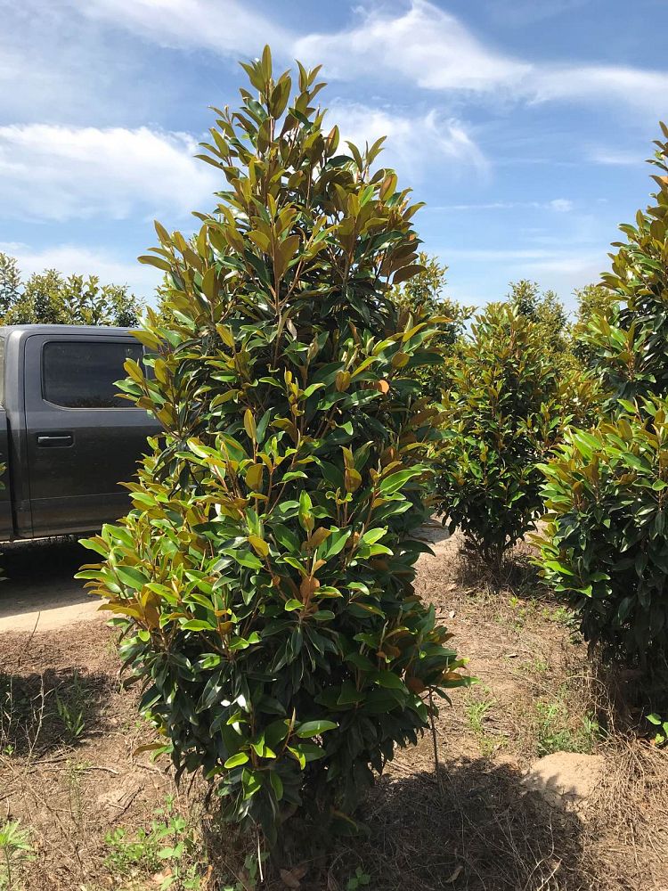 magnolia-grandiflora-tmgh-southern-magnolia-alta