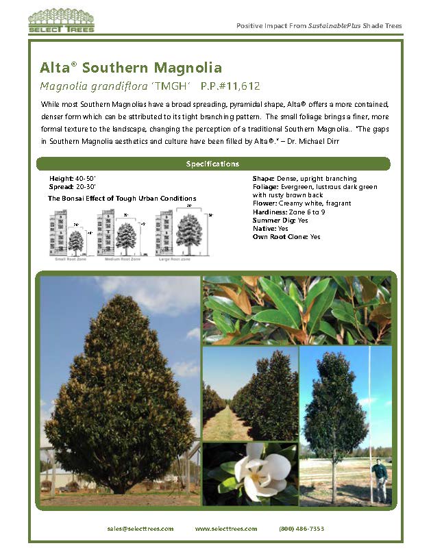 magnolia-grandiflora-tmgh-southern-magnolia-alta