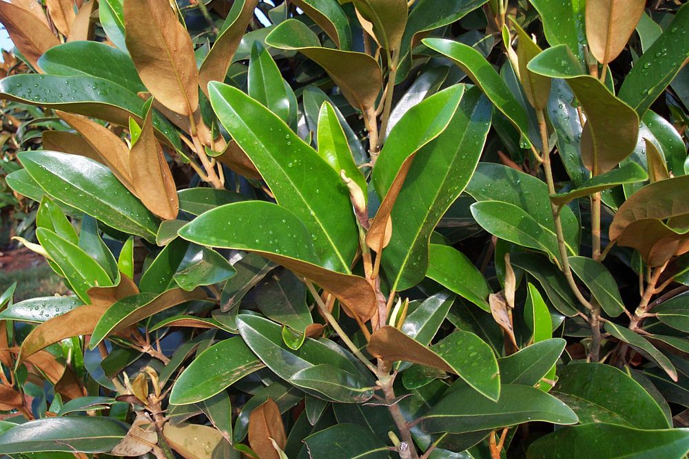 magnolia-grandiflora-tmgh-southern-magnolia-alta