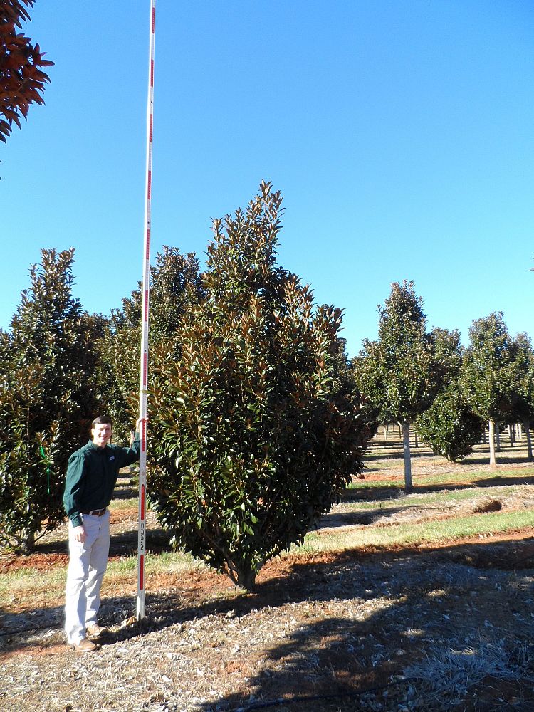 magnolia-grandiflora-tmgh-southern-magnolia-alta