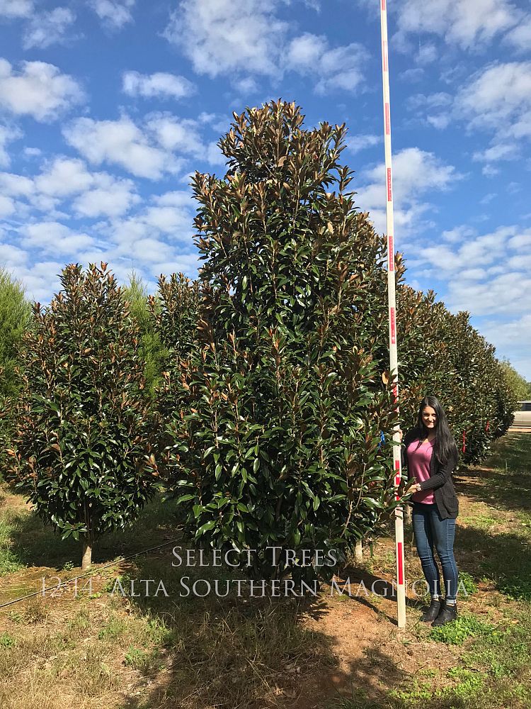 magnolia-grandiflora-tmgh-southern-magnolia-alta
