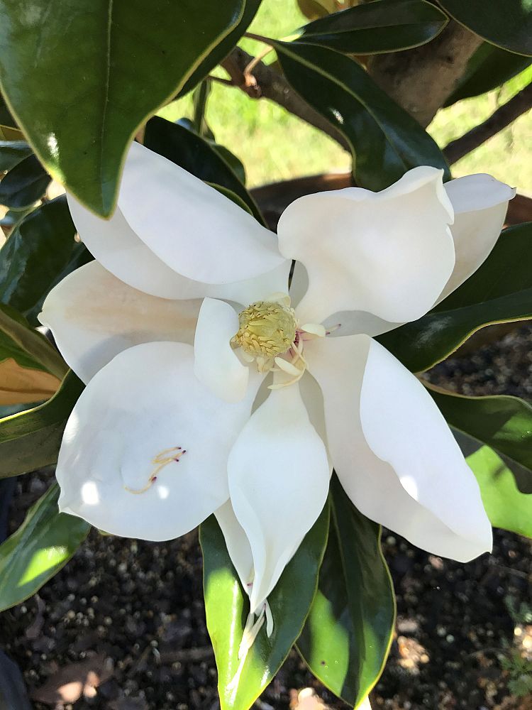 magnolia-grandiflora-tmgh-southern-magnolia-alta