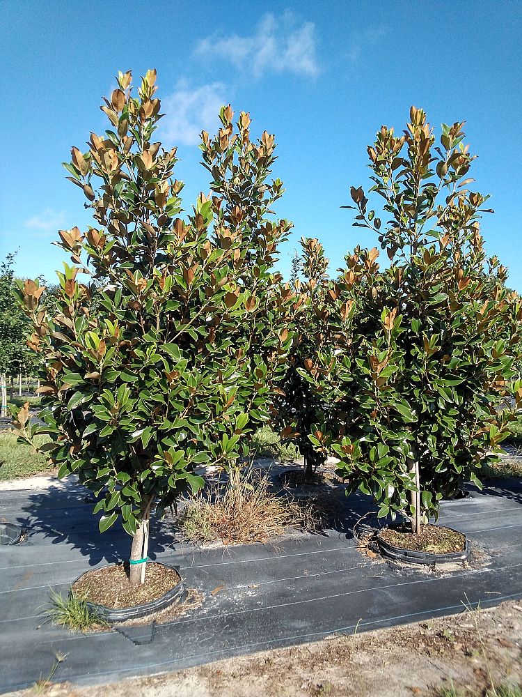 magnolia-grandiflora-tmgh-southern-magnolia-alta