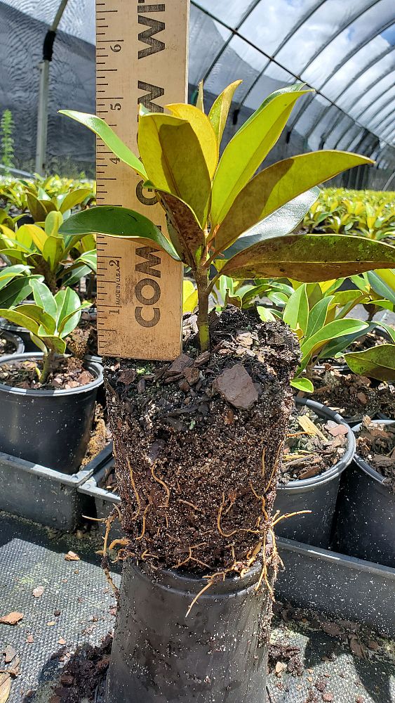magnolia-grandiflora-tmgh-southern-magnolia-alta