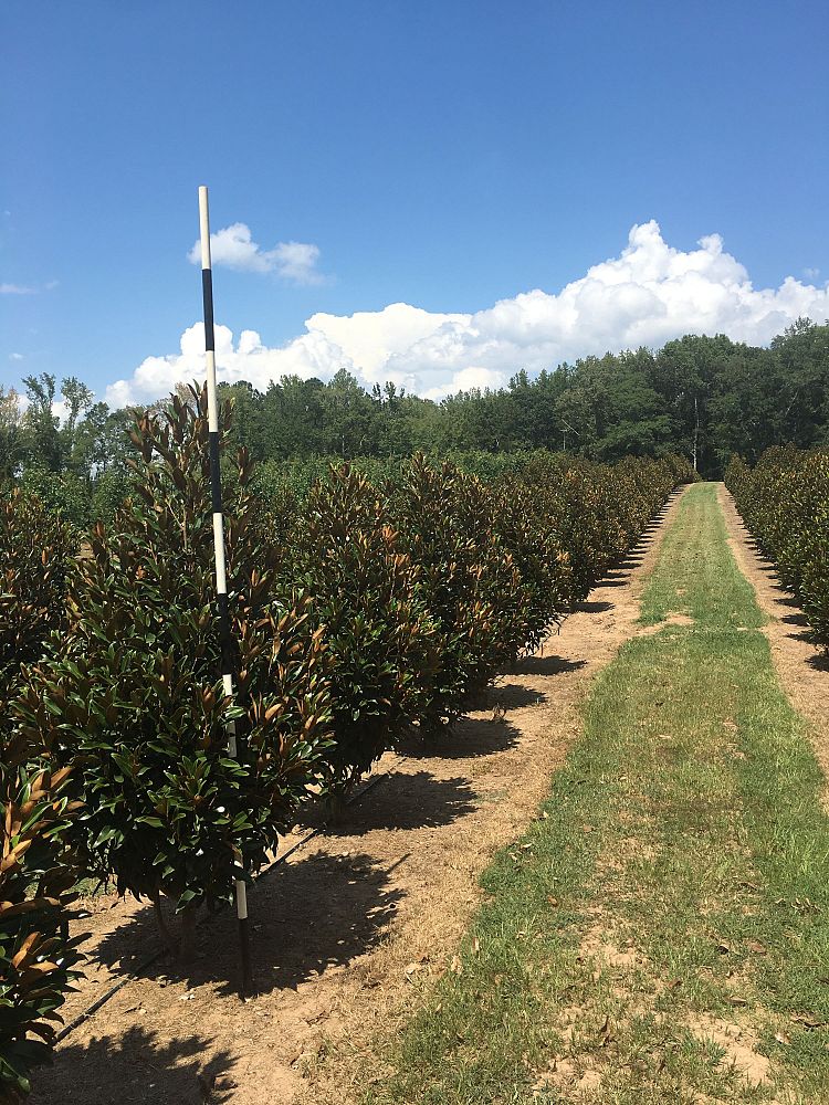 magnolia-grandiflora-tmgh-southern-magnolia-alta