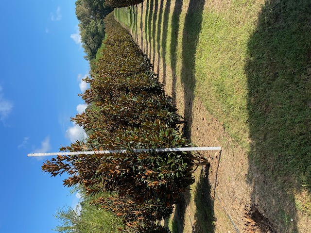 magnolia-grandiflora-tmgh-southern-magnolia-alta
