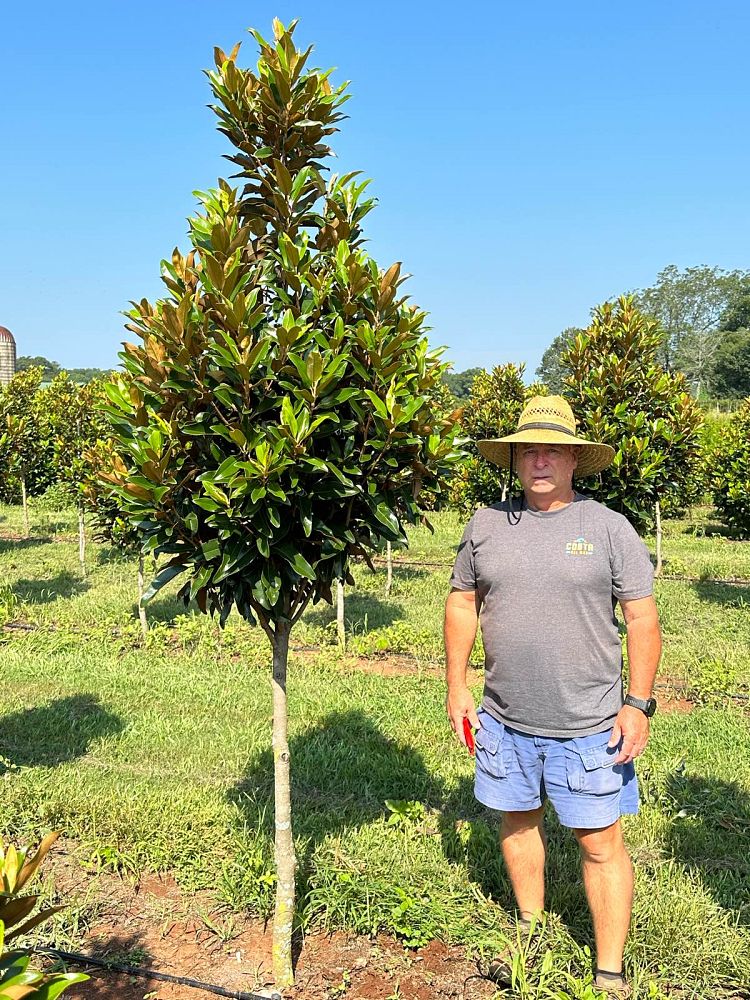 magnolia-grandiflora-tmgh-southern-magnolia-alta