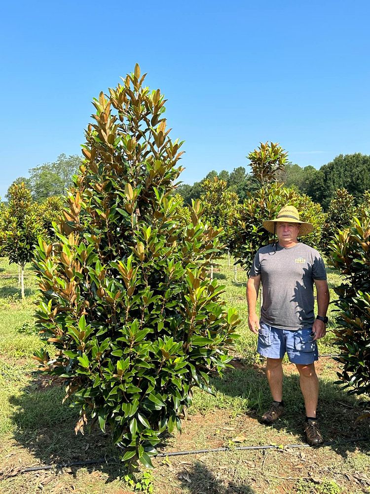 magnolia-grandiflora-tmgh-southern-magnolia-alta