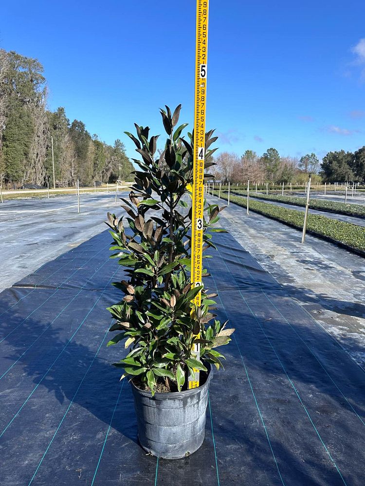 magnolia-grandiflora-tmgh-southern-magnolia-alta