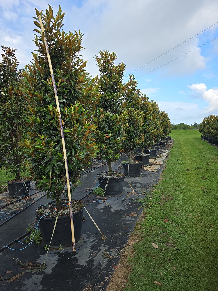 magnolia-grandiflora-tmgh-southern-magnolia-alta