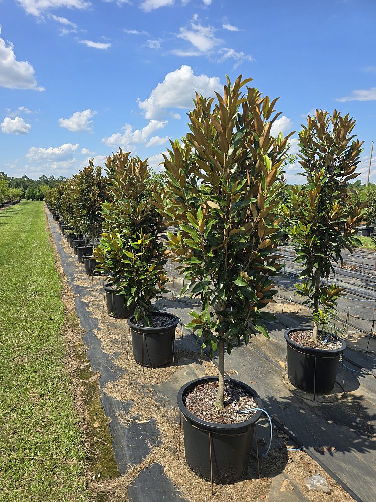 magnolia-grandiflora-tmgh-southern-magnolia-alta