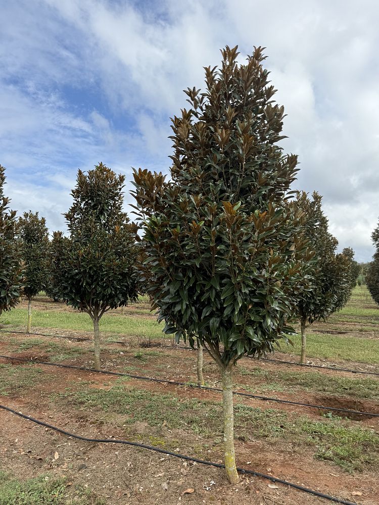 magnolia-grandiflora-tmgh-southern-magnolia-alta