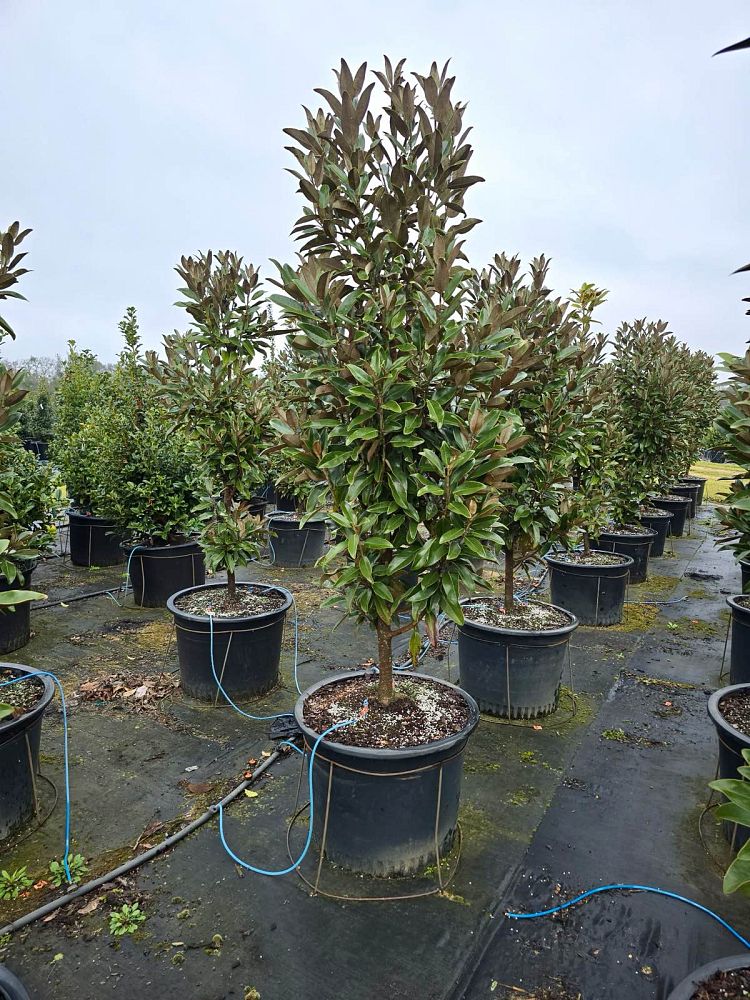 magnolia-grandiflora-tmgh-southern-magnolia-alta