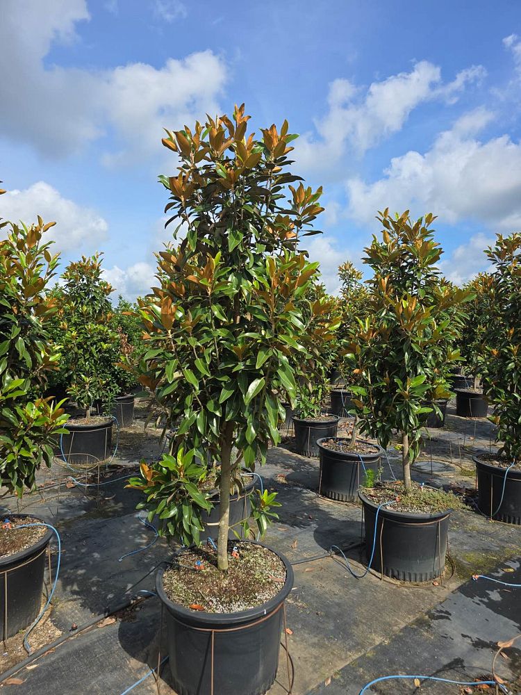 magnolia-grandiflora-tmgh-southern-magnolia-alta