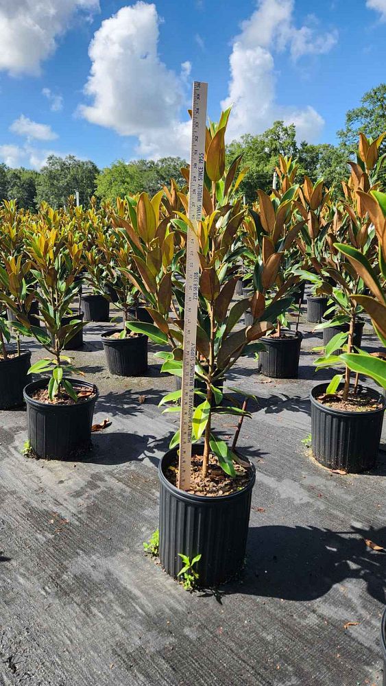 magnolia-grandiflora-tmgh-southern-magnolia-alta